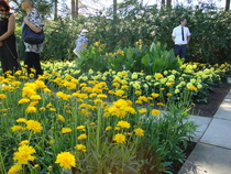 Kukkaloistoa Kultarannassa.