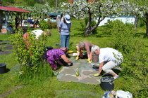 Montako raparperilehteä tuli päällystettyä?